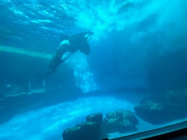 名古屋港水族館に投稿された画像（2024/3/9）