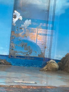しながわ水族館に投稿された画像（2024/3/9）