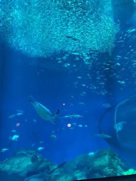 アクアワールド茨城県大洗水族館に投稿された画像（2024/3/9）