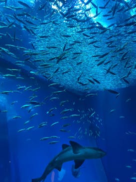 アクアワールド茨城県大洗水族館に投稿された画像（2024/3/9）