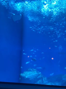 アクアワールド茨城県大洗水族館に投稿された画像（2024/3/9）