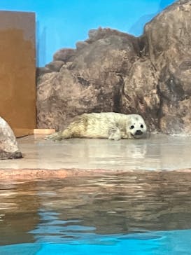 しながわ水族館に投稿された画像（2024/3/9）