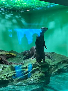 しながわ水族館に投稿された画像（2024/3/9）