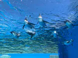 サンシャイン水族館に投稿された画像（2024/3/10）