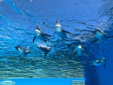 サンシャイン水族館に投稿された画像（2024/3/9）