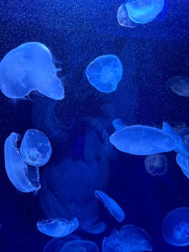 サンシャイン水族館に投稿された画像（2024/3/9）