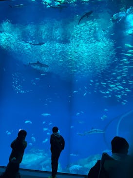 アクアワールド茨城県大洗水族館に投稿された画像（2024/3/9）