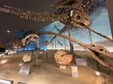 福井県立恐竜博物館に投稿された画像（2024/3/10）