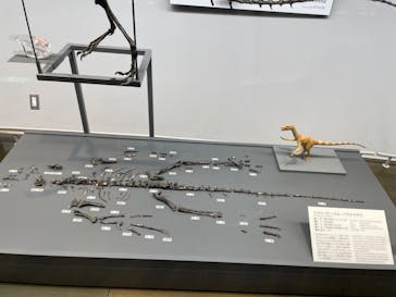 福井県立恐竜博物館に投稿された画像（2024/3/10）