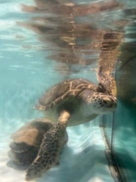 マリンワールド海の中道に投稿された画像（2024/3/10）
