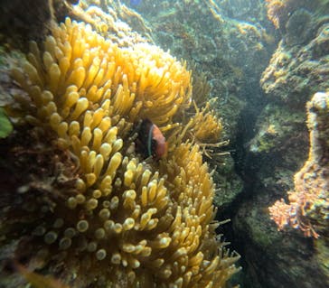 沖縄マリンサービス碧に投稿された画像（2024/3/10）