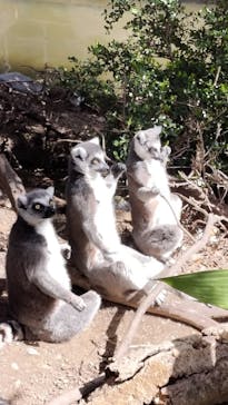 神戸どうぶつ王国に投稿された画像（2024/3/10）