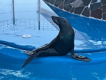大分マリーンパレス水族館 「うみたまご」に投稿された画像（2024/3/10）