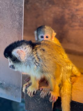 伊豆シャボテン動物公園に投稿された画像（2024/3/10）