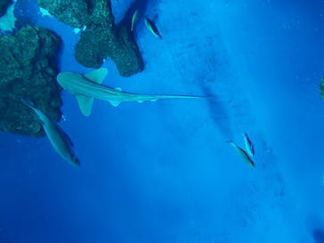 DMMかりゆし水族館に投稿された画像（2024/3/10）