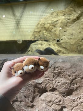 DMMかりゆし水族館に投稿された画像（2024/3/10）