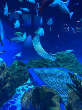 DMMかりゆし水族館に投稿された画像（2024/3/10）