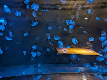 サンシャイン水族館に投稿された画像（2024/3/10）