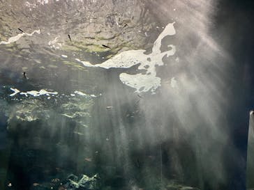 マリンワールド海の中道に投稿された画像（2024/3/10）