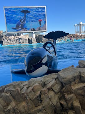 名古屋港水族館に投稿された画像（2024/3/10）