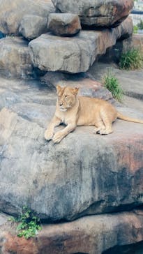 沖縄こどもの国に投稿された画像（2024/3/10）