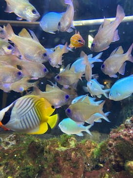 京都水族館に投稿された画像（2024/3/10）