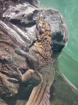 サンシャイン水族館に投稿された画像（2024/3/10）