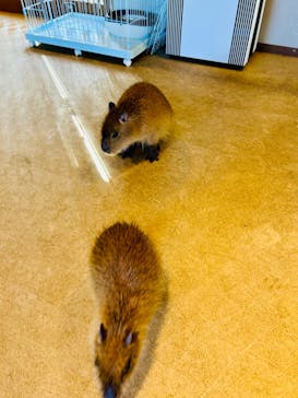 おさるランド＆アニタウン　日光さる軍団劇場に投稿された画像（2024/3/10）