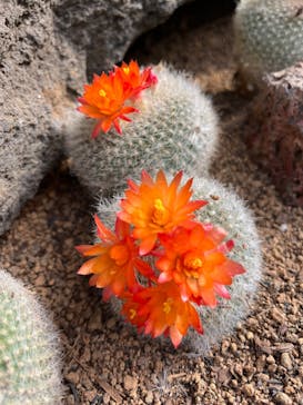 伊豆シャボテン動物公園に投稿された画像（2024/3/10）