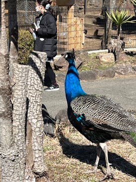 伊豆シャボテン動物公園に投稿された画像（2024/3/10）
