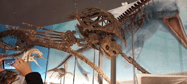 福井県立恐竜博物館に投稿された画像（2024/3/10）