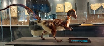 福井県立恐竜博物館に投稿された画像（2024/3/10）