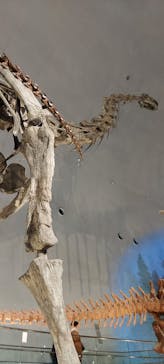 福井県立恐竜博物館に投稿された画像（2024/3/10）