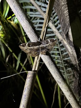 宮古島 ADVENTURE PiPi（ミヤコジマ アドベンチャー ピピ）に投稿された画像（2024/3/10）