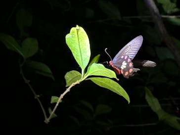 宮古島 ADVENTURE PiPi（ミヤコジマ アドベンチャー ピピ）に投稿された画像（2024/3/10）