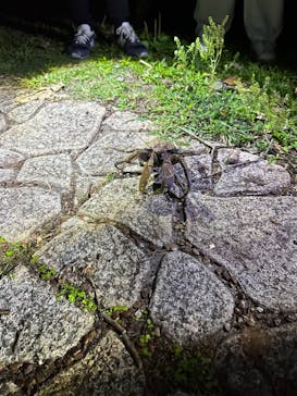 宮古島 ADVENTURE PiPi（ミヤコジマ アドベンチャー ピピ）に投稿された画像（2024/3/10）