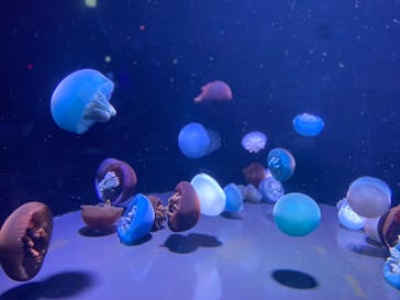 島根県立 しまね海洋館に投稿された画像（2024/3/10）