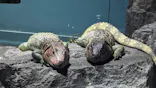 サンシャイン水族館に投稿された画像（2024/3/10）