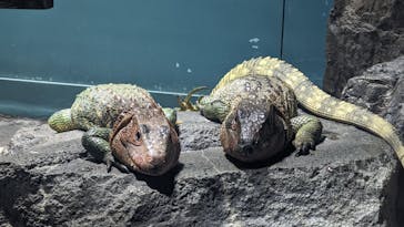 サンシャイン水族館に投稿された画像（2024/3/10）