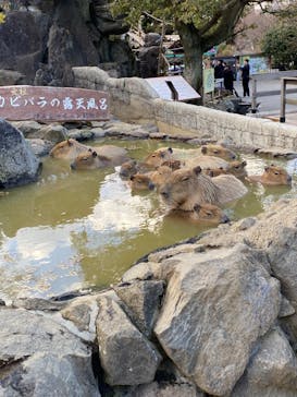 伊豆ぐらんぱる公園に投稿された画像（2024/3/10）