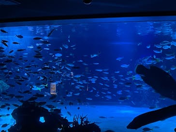 サンシャイン水族館に投稿された画像（2024/3/10）