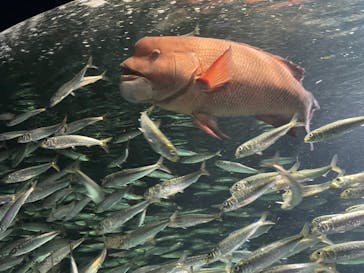 サンシャイン水族館に投稿された画像（2024/3/10）