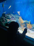 サンシャイン水族館に投稿された画像（2024/3/11）