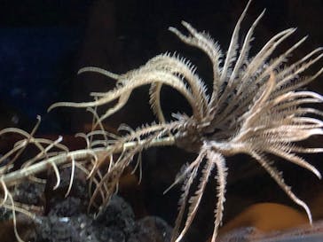 サンシャイン水族館に投稿された画像（2024/3/11）