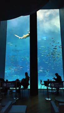 沖縄美ら海水族館に投稿された画像（2024/3/11）