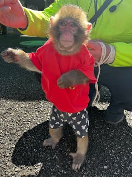 おさるランド＆アニタウン　日光さる軍団劇場に投稿された画像（2024/3/11）