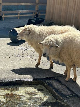 おさるランド＆アニタウン　日光さる軍団劇場に投稿された画像（2024/3/11）