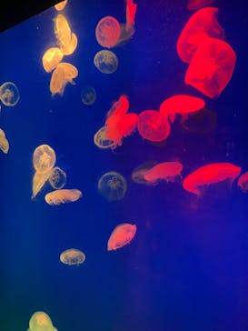 大分マリーンパレス水族館 「うみたまご」に投稿された画像（2024/3/11）