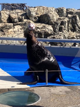 大分マリーンパレス水族館 「うみたまご」に投稿された画像（2024/3/11）