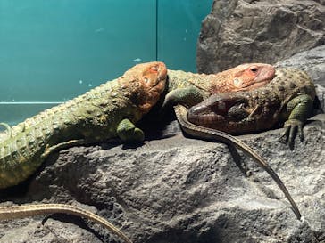 サンシャイン水族館に投稿された画像（2024/3/11）